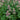 Rodgersia pinnata 'Superba' - 2026