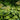 Rodgersia pinnata - Marginal Pond Plants - BP103