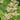 Rodgersia pinnata - Marginal Pond Plants - BP103