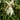 Roscoea 'Beesiana' - 2026