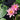 Nymphaea Rose Arey - 2026