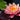 Nymphaea 'Rose Nymph', water lily, live pond plant