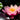 Nymphaea 'Rose Nymph', water lily, live pond plant