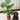 Monstera deliciosa on Moss Pole (Swiss cheese) 80-90cm