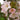 Prunus Niponica 'Ruby' - Ornamental Flowering Cherry Blossom Tree 7.5L 1m