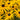 Rudbeckia fulgida Goldstrum 9cm