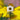 RudbeckiaTemp