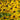 Rudbeckia 'Little Goldstar'