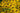 Rudbeckia 'Little Goldstar'
