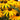 Rudbeckia fulgida 'City Garden'