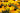 Rudbeckia fulgida 'City Garden'