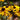 Rudbeckia fulgida 'Goldsturm'
