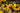 Rudbeckia fulgida 'Goldsturm'