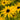 Rudbeckia fulgida deamii