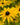 Rudbeckia fulgida deamii