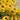 Rudbeckia fulgida speciosa