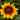 Rudbeckia hirta 'Tiger Eye Gold'