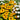 Rudbeckia hirta 'Toto Gold'