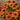 Rudbeckia hirta 'Toto Rustic'