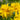 Rudbeckia laciniata 'Goldquelle'
