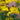 Rudbeckia nitida 'Herbstsonne'