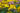Rudbeckia nitida 'Herbstsonne'