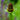 Rudbeckia occidentalis 'Green Wizard'