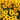 Rudbeckia triloba