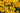 Rudbeckia triloba