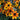 Rudbeckia triloba 'Prairie Glow'