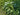 Rumex hydrolapathum