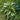 Rumex hydrolapathum (Great water dock) - Marginal Pond Plants - MPA101