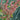 Rumex hydrolapathum (Great water dock) - Marginal Pond Plants - MPA101