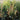 Rumex hydrolapathum (Great water dock) - Marginal Pond Plants - MPA101