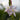 Schizostylis coccinea 'Alba' - Marginal Pond Plants - MP108