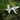 Schizostylis coccinea 'Alba' - Marginal Pond Plants - MP108