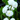 Sagittaria Japonica 'Flora Plena' - Marginal Pond Plants - MP136