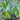 Sagittaria sagittifolia leucopetala - Marginal Pond Plants - MP103