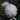 Sagittaria Japonica 'Flora Plena' - Marginal Pond Plants - MP136