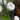 Sagittaria Japonica 'Flora Plena' - Marginal Pond Plants - MP136