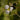 Sagittaria (crushed ice) - Marginal Pond Plants - MP134