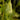 Sagittaria (crushed ice) - Marginal Pond Plants - MP134