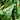 Sagittaria Latifolia - Packs