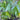 Sagittaria Sagittifolia - Packs