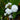 Sagittaria Japonica 'Flora Plena' - Packs