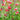Salvia Microphylla Hot Lips