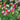 Salvia Microphylla Hot Lips