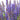 Salvia - Blue Bouquetta 1.5L