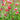 Salvia Microphylla Hot Lips - BP104 Packs