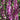 Salvia nemorosa 'Rose Marvel' 9cm/3L